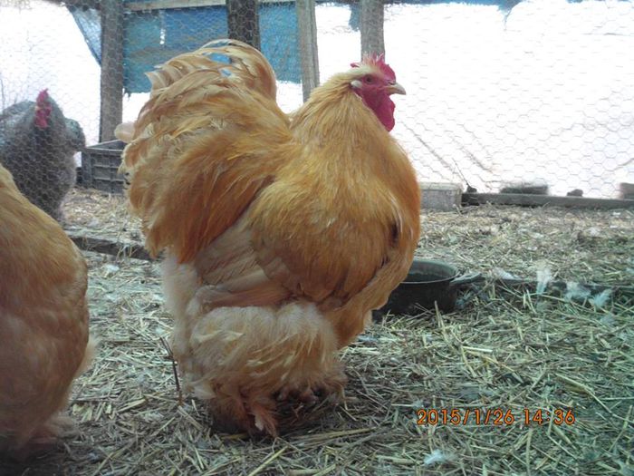 10380741_1595018064065326_6618409645339956768_n