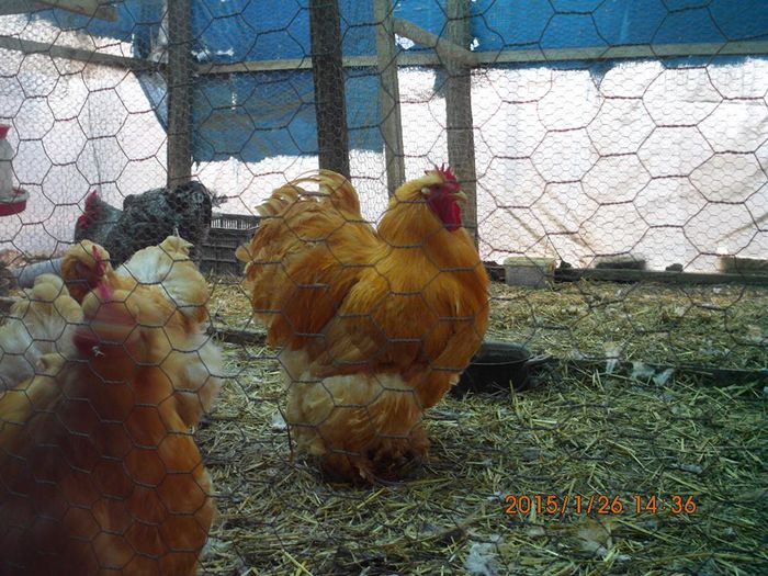 10953297_1595018170731982_3222372348459188055_n