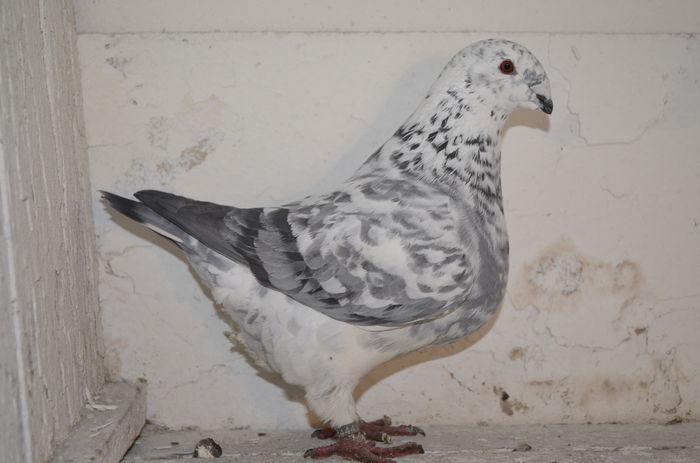 2014 FEM 18444 H 220 REZ KINGI - ARHIVA   AMERICANI   VINDUTI