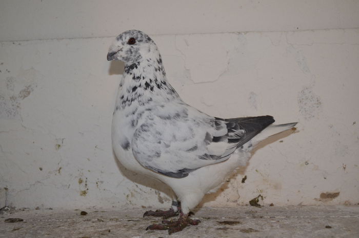 2014 FEM 18453 H 220 REZ MATEY - ARHIVA   AMERICANI   VINDUTI