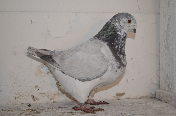 2014 FEM 18466  200 REZ MATEY - ARHIVA   AMERICANI   VINDUTI