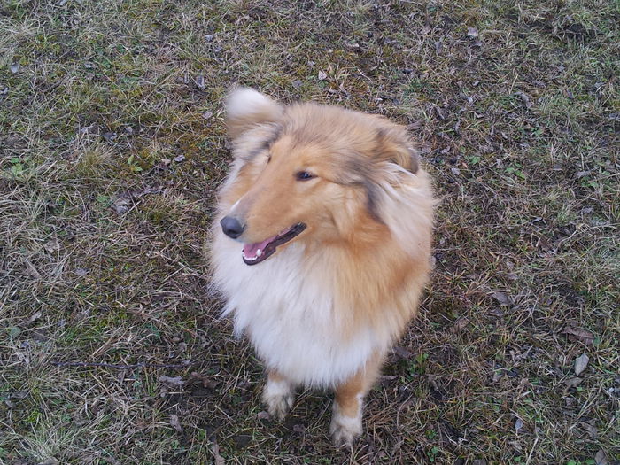 20150125_153300 - Catelusa collie ciobanesc scotian