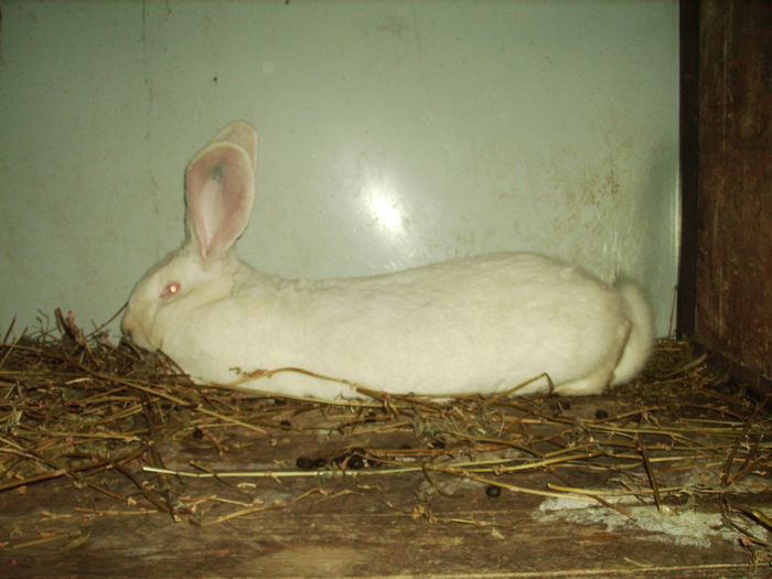 IMG_1082 - iepuri