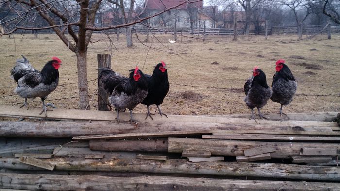 IMG_20150126_150817810 - Cocosi Australorp si Italiene