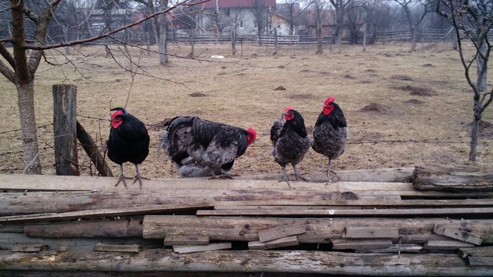 IMG_20150126_150828040 - Cocosi Australorp si Italiene