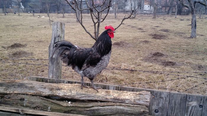IMG_20150126_150923585 - Cocosi Australorp si Italiene