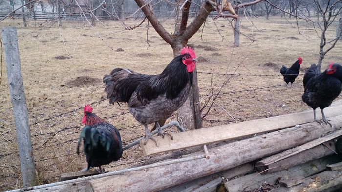 IMG_20150126_151306107 - Cocosi Australorp si Italiene