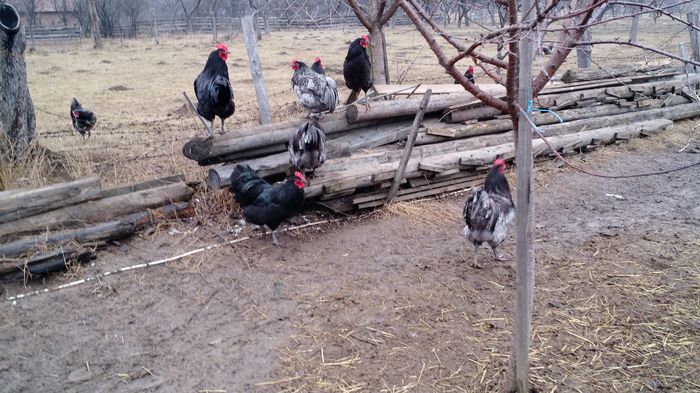 IMG_20150126_151328016 - Cocosi Australorp si Italiene