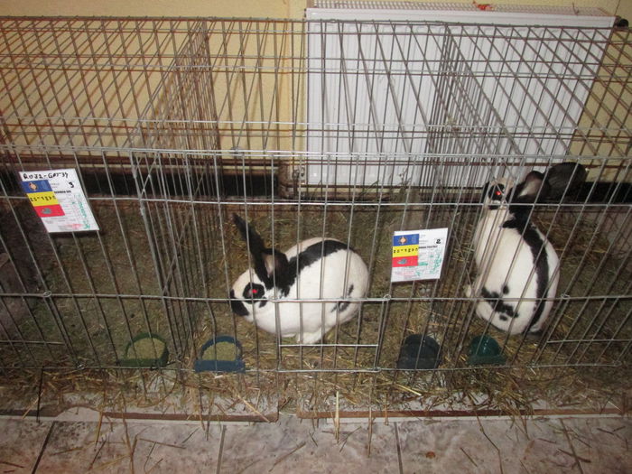 IMG_0924 - EXPO GATAIA 2015