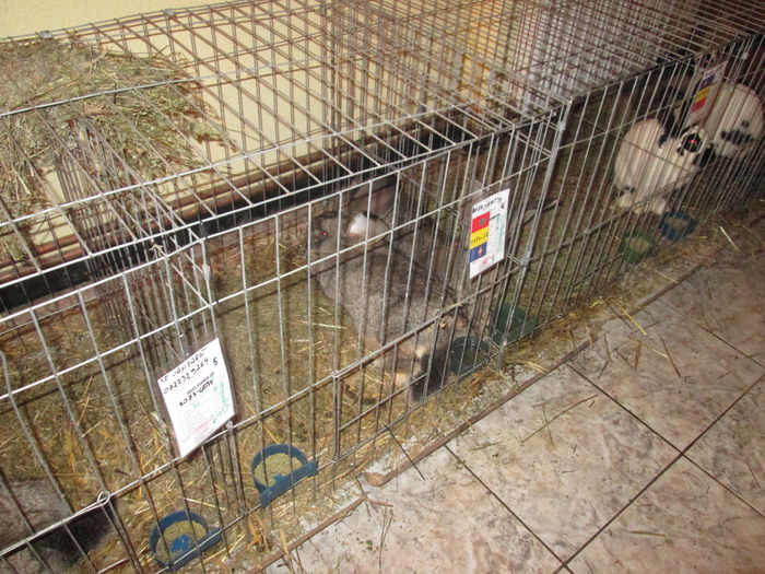 IMG_0925 - EXPO GATAIA 2015