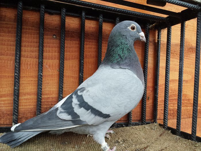 20150126_131647 - E-Amintiri