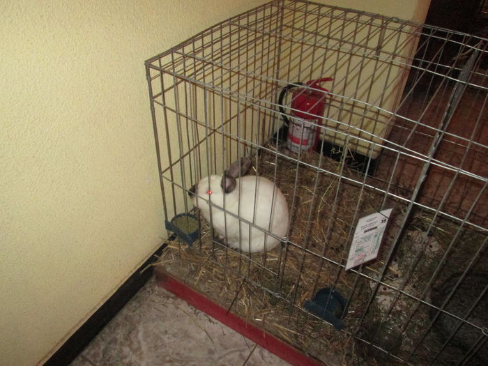 IMG_0934 - EXPO GATAIA 2015