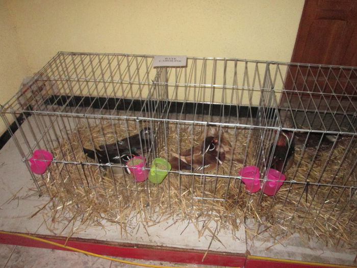 IMG_0935 - EXPO GATAIA 2015