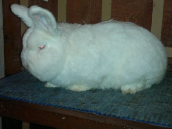 Cehul meu la -4 ani - NEOZEELANDEZ ALB