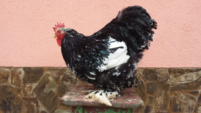 20150126_151644 - cocosi brahma si cochinchina 2015