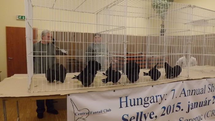 DSCF2255 - Expo Voltat Club Ungaria Sellye 2015