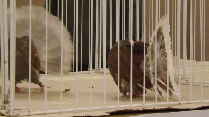 DSCF2280 - Expo Voltat Club Ungaria Sellye 2015