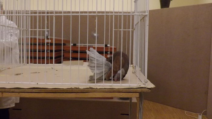 DSCF2290 - Expo Voltat Club Ungaria Sellye 2015