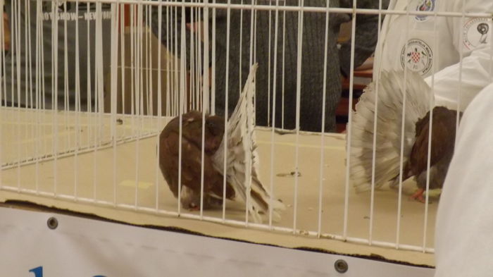 DSCF2292 - Expo Voltat Club Ungaria Sellye 2015