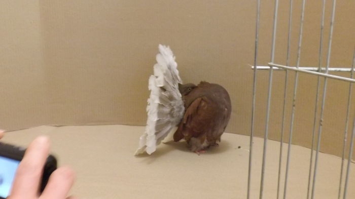 DSCF2299 - Expo Voltat Club Ungaria Sellye 2015