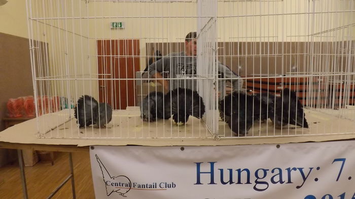 DSCF2300 - Expo Voltat Club Ungaria Sellye 2015