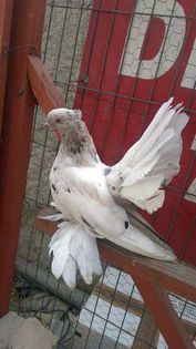 Mascul - Porumbei-amintiri