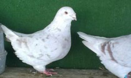 F 2009 - Porumbei standard vanduti