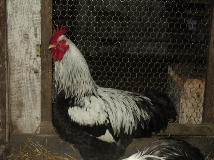 DSC04601 - 8 - d   PLYMOUTH ROCK HERMINAT INCHIS