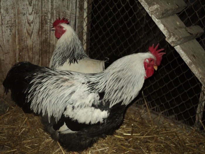 DSC04611 - 8 - d   PLYMOUTH ROCK HERMINAT INCHIS