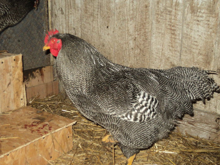 DSC04736 ( 2015 ) D-l Craciunescu - Bz; D-l Craciunescu -BZ
