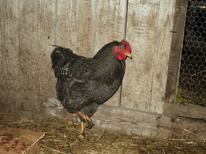 DSC04748 ( 2015 ) D-l Craciunescu - Bz