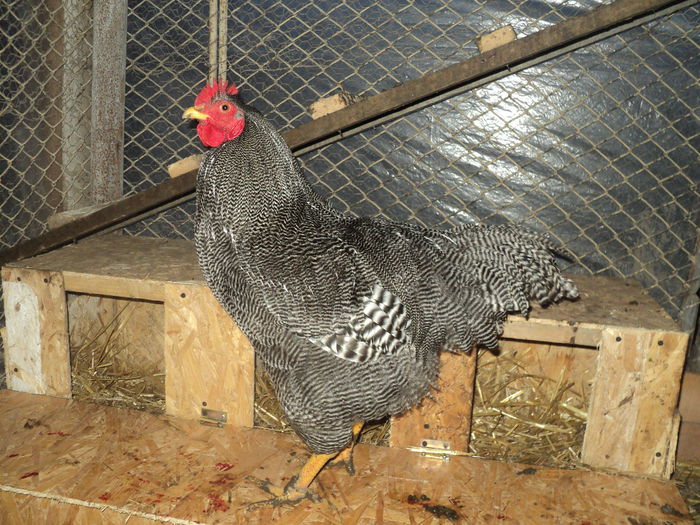 DSC04757 ( 2015 ) D-l Craciunescu - Bz