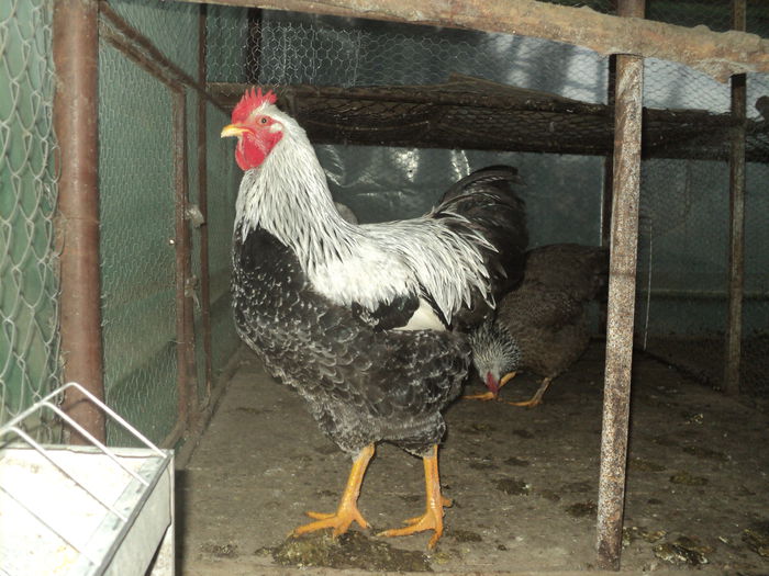 DSC04503 ( 2015 ) D-l Carcea Daniel - Sv - 8 - d   PLYMOUTH ROCK HERMINAT INCHIS