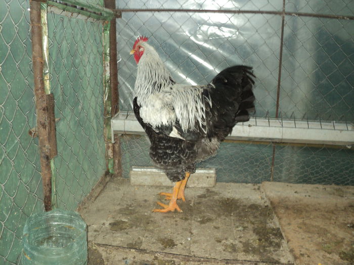 DSC04505 ( 2015 ) D-l Carcea Daniel -Sv - 8 - d   PLYMOUTH ROCK HERMINAT INCHIS