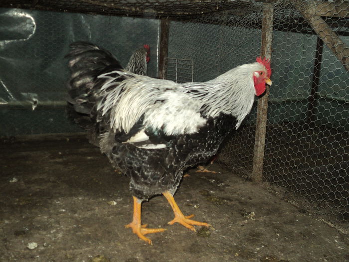 DSC04508 ( 2015) D-l Carcea Daniel - Sv - 8 - d   PLYMOUTH ROCK HERMINAT INCHIS