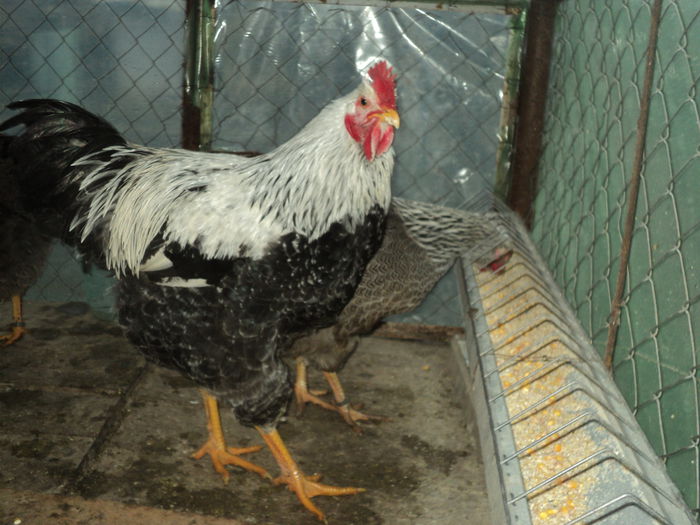 DSC04527 ( 2015 ) D-l Carcea Daniel - Sv - 8 - d   PLYMOUTH ROCK HERMINAT INCHIS