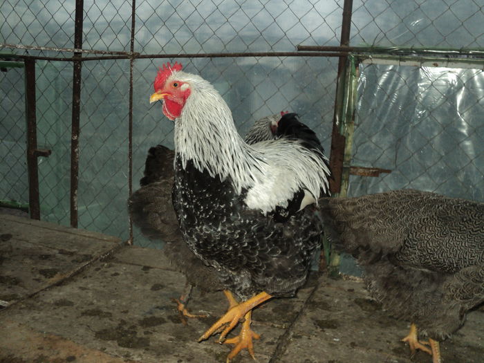 DSC04539 ( 2015 ) D-l Carcea Daniel - Sv - 8 - d   PLYMOUTH ROCK HERMINAT INCHIS