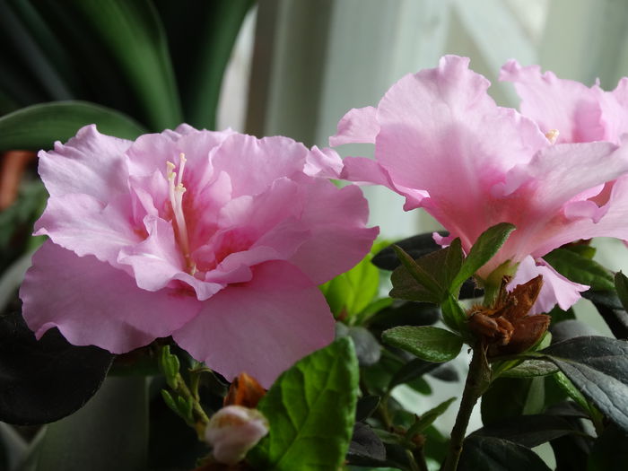 DSC09054 - Plante in ghiveci 2015