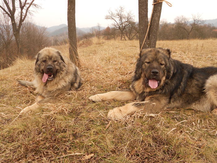 DIXI SI FIONA (SARA) DE NEAMT - ciobanesti caucazieni