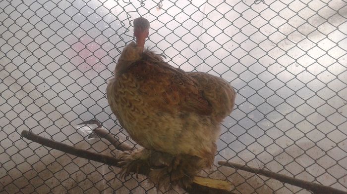 20150127_091245 - cochinchina pitice potarnichiu-galben