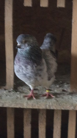 FEM.AMINTIRE - KINGI MATCA 2015