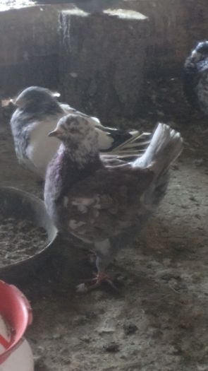 DSC06667 - KINGI MATCA 2015