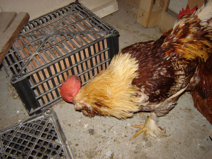 DSC03663 - II - a-ailalta casa