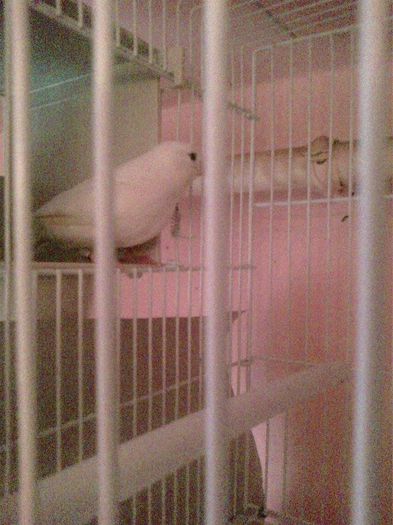 10928803_916486055062725_381279494_n - canari