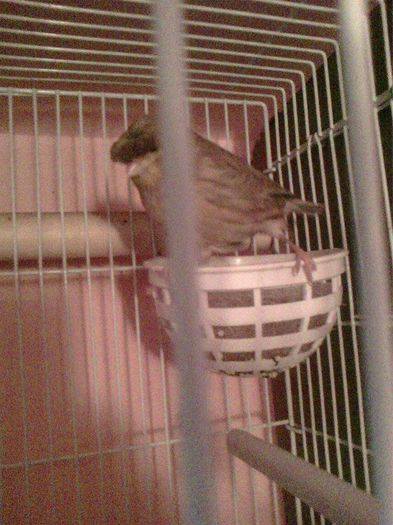 10943310_916485928396071_417840405_n - canari