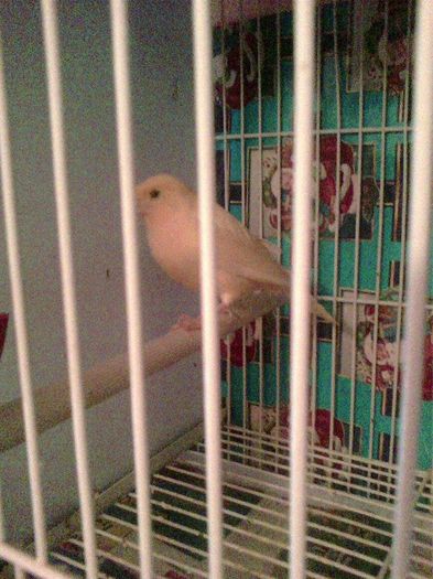 10944074_916485901729407_1689655482_n - canari