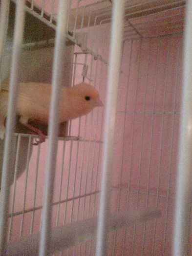 10945059_916486115062719_1039060477_n - canari