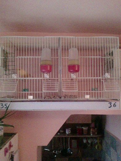 10945088_916486108396053_2090382046_n - canari