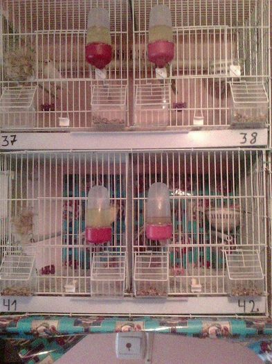 10945158_916486161729381_193494199_n - canari