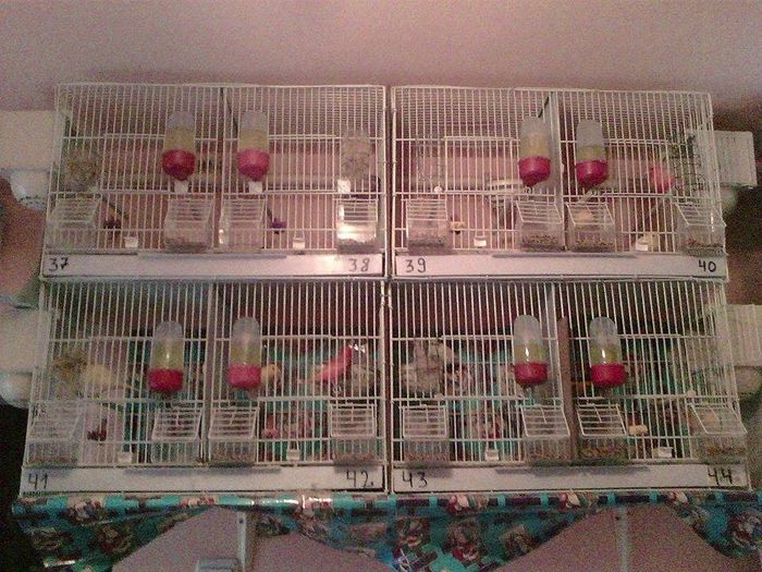 10945350_916485748396089_126920617_n - canari
